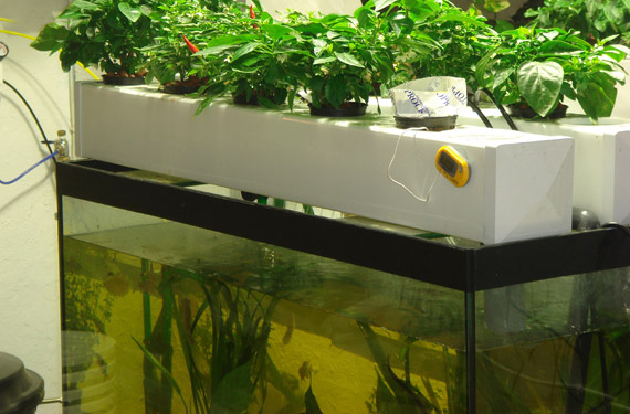 articles-aquaponics_text_1