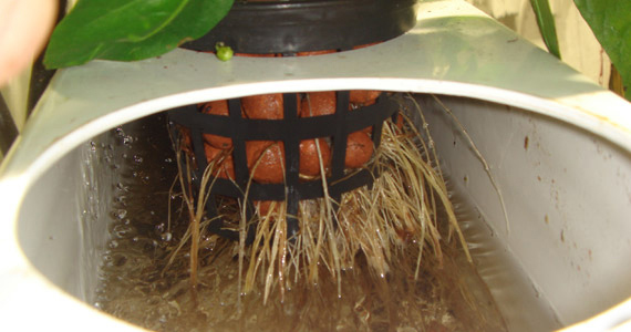 articles-aquaponics_text_2