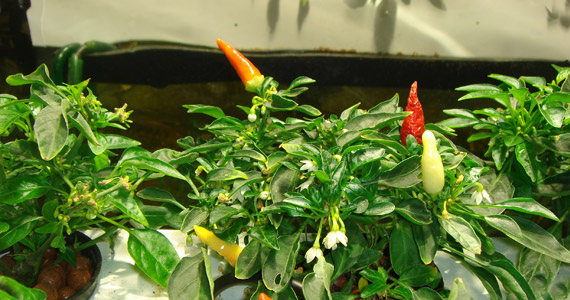 articles-aquaponics_text_3