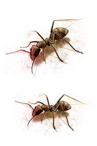 Biological versus chemical