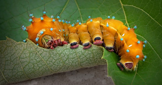 Biological versus chemical