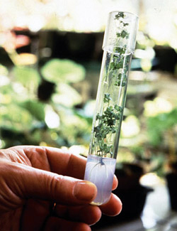 CANNABOOST 一款真正的促生长剂