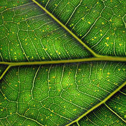 CANNABOOST 一款真正的促生长剂