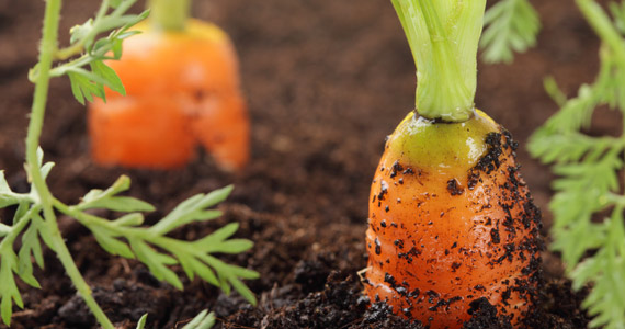 Grow it yourself: Carrots