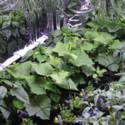 Growing on coco: busting the myth