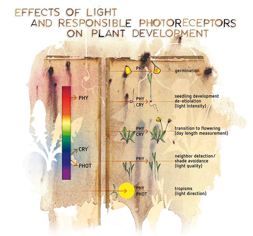 The effect of light spectrum on plant development