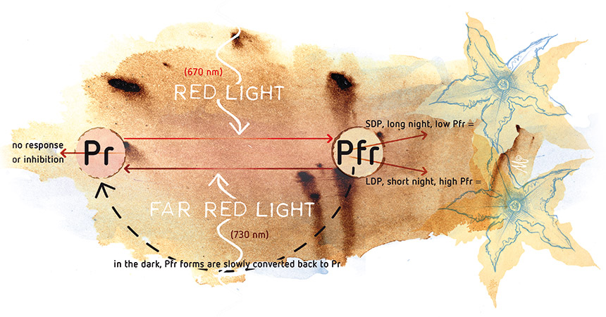 The effect of light spectrum on plant development