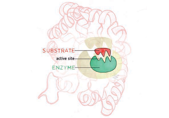 Enzymes