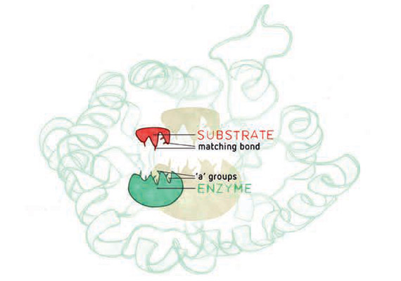 Enzymes
