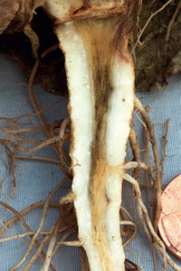 How the Ammonium-nitrate ratio affects your plants