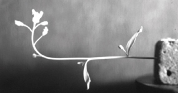 articles-howplantscommunicate_text_1