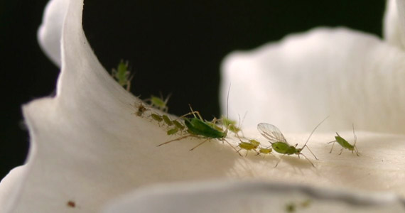 蚜虫—病虫害