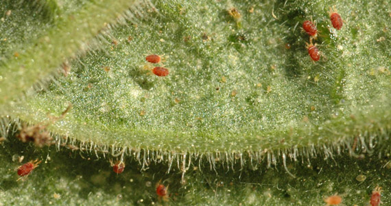 Spider mite