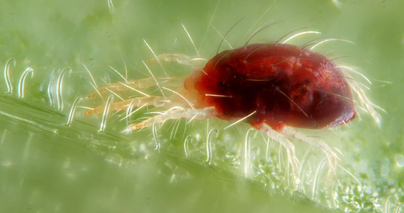 Spider mite