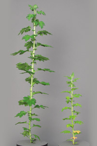 Plant nutrition and nutrient deficiency - Part 2