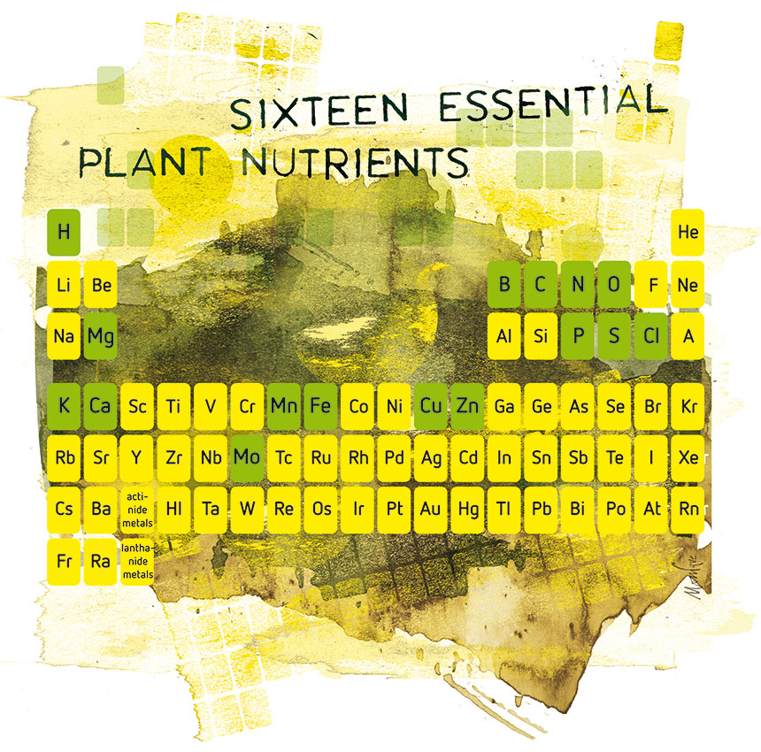 Plant nutrition and nutrient deficiency