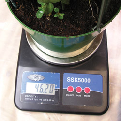 articles-plantswatering_text_5