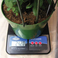 articles-plantswatering_text_6