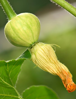 Grow it yourself: pumpkin