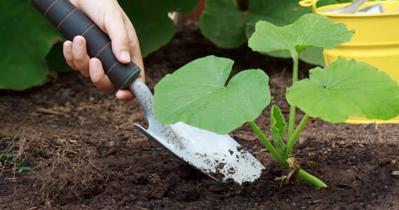 Grow it yourself: pumpkin