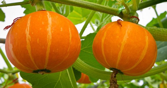 Grow it yourself: pumpkin