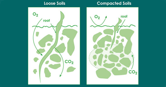 articles-plantswatering_text_2