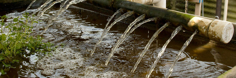Growing with aquaponics