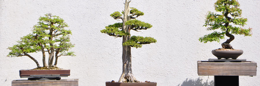 Grow it yourself: Bonsai