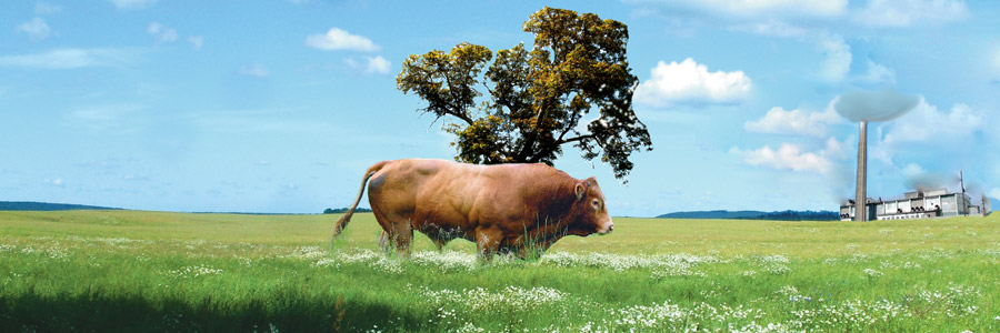 Organic growing; a matter of good taste