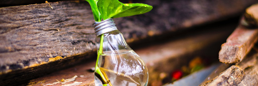 Grower’s Tip: Need a Light?