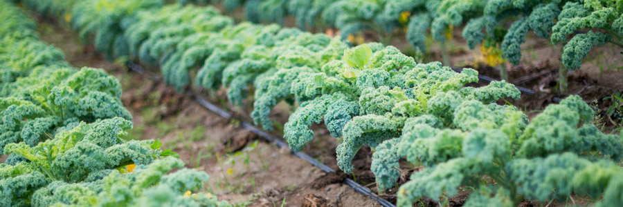 Grow it yourself: Kale