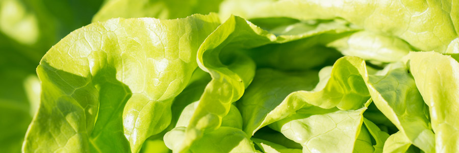 Grow it yourself: Lettuce