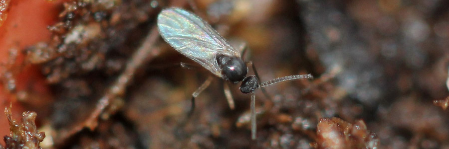 Pests & Diseases: Fungus Gnats