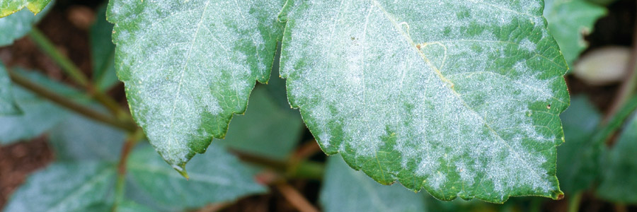 Pests & Diseases: Mildew