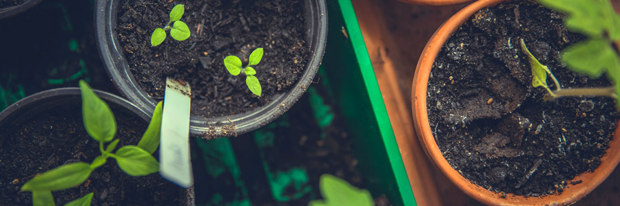 Plant growth regulators - Part 2