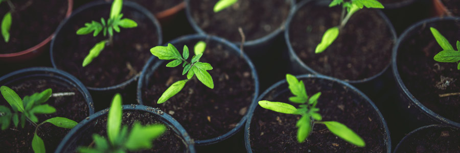 Plant nutrition and nutrient deficiency - Part 2