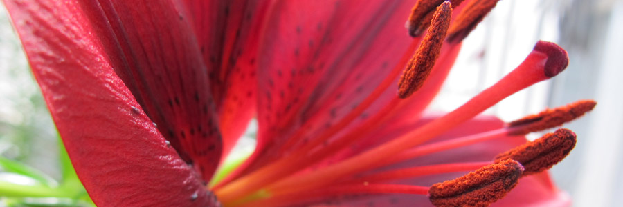 The effect of red and far red light on flowering