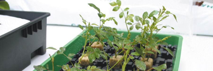 Taking cuttings