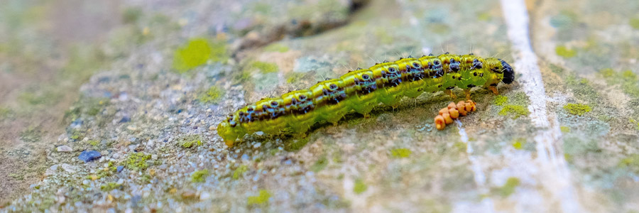 Types of Plant Protection Products - Part 2