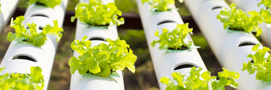 What makes a good-quality soilless growing medium