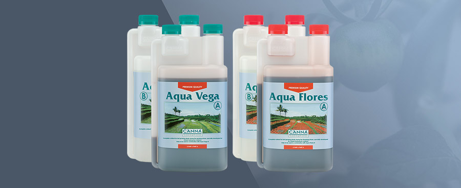 (HK) Aqua Vega + Aqua Flores