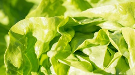 Grow it yourself: Lettuce